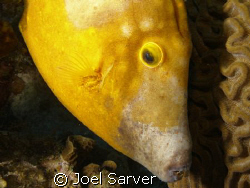 spotted file fish
Olympus SP350 with dual strobes by Joel Sarver 